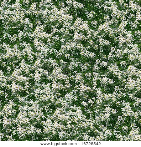 Poco fondo transparente de flores blancas. (Ver más fondos transparente en mi cartera).