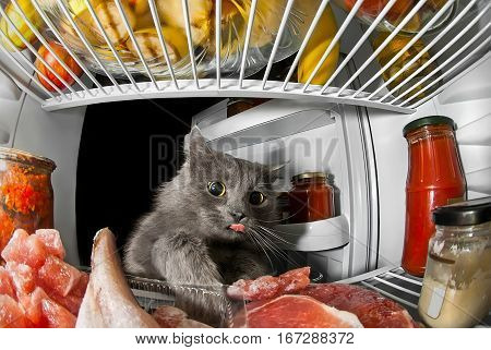 gray cat got into the fridge sticking his tongue out and steals food