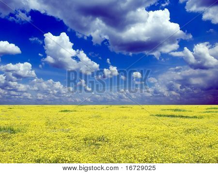 Yellow field of on blue sky background.