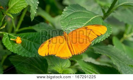 An orange Flambeau butterfly, Dryas Iulia on leaf