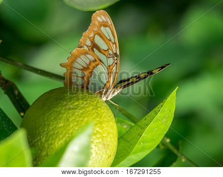 A Common Sergeant Butterfly (Athyma perius) resting on lime