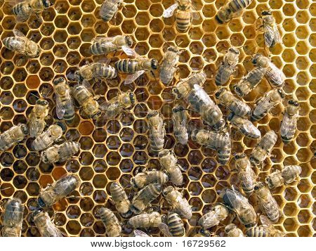 Abeilles sur fond de nid d'abeilles.