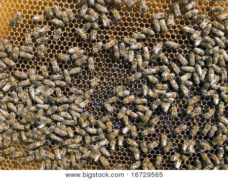 Abeilles sur fond de nid d'abeilles.