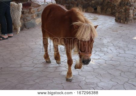 Cute dwarf horse was walking back and forth.