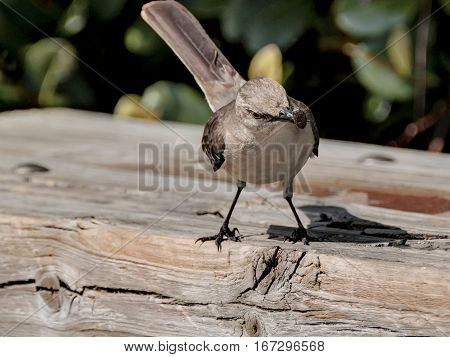 Northern Mockingbird head tilting slightly to side with insect caught in its beak