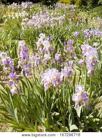 Flowerbed with many blue irises recorded in University botanic garden Ekopark in Saint Constantine and Helen resort Bulgaria.