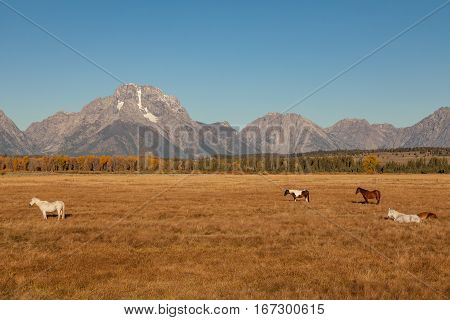 a herd of horses in a scenic fall landscape of the majestic Tetons in Wyoming