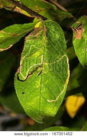 Leaves are eaten away caterpillars with larves