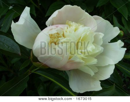 พีโอนีสีขาวดอกตูม Blooming 3