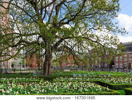 Spring blooming tree in old town with houses, Amstardam, Netherlands