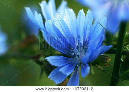 Beautiful flower of chicory on a green meadow. Macro