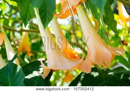 Dutara flowers on tree Fresh yellow flower