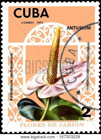 CUBA - CIRCA 1974: Postage stamp printed in Cuba shows the flower Anthurium andraeanum, series garden flowers