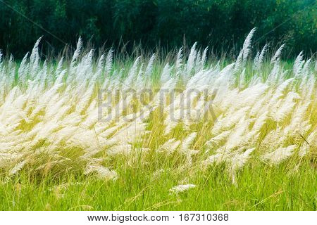 Kans grass Saccharum spontaneum dark green backgound Kolkata West Bengal India - welcoming autumn in the city.