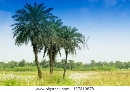 Kans grass Saccharum spontaneum blue sky backgound Kolkata West Bengal India - welcoming autumn in the city.