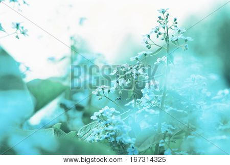 Blue blury springtime Myosotis flowers, defocused, magical ethereal floral world. Icy toned.