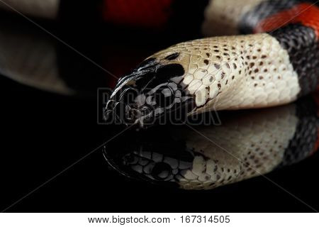Close-up Campbell's milk snake, Lampropeltis triangulum campbelli, isolated on black background with reflection