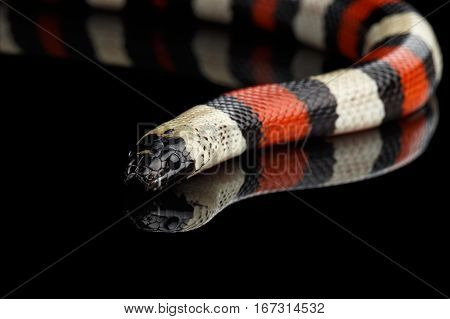 Campbell's milk snake, Lampropeltis triangulum campbelli, isolated on black background with reflection