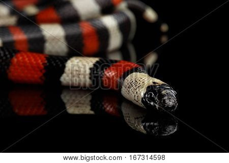 Campbell's milk snake, Lampropeltis triangulum campbelli, isolated on black background with reflection