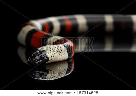 Campbell's milk snake, Lampropeltis triangulum campbelli, isolated on black background with reflection