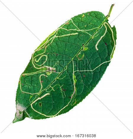 Leaves are eaten away caterpillars with larves