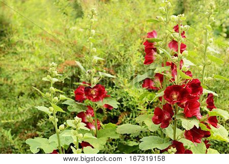 Mallow flowers in a garden for summer background
