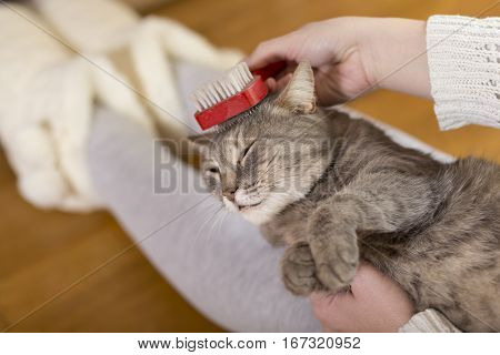 Tabby cat lying in her owner's lap and enjoying while being brushed and combed. Selective focus