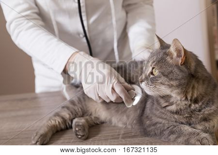 Beautiful tabby cat lying on a table at vet's office being examined with stethoscope