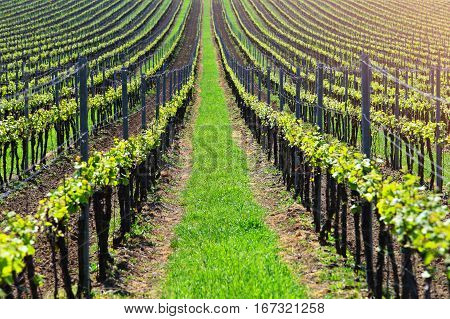 Vineyard in spring. Green agriculture background. Straight lines of young grape in vineyard. A lot of young green sprouts of grape.