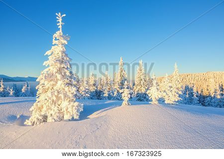 Far away in the high mountains covered with white snow stand few green trees in the magical snowflakes among fields on a beautiful winter day.