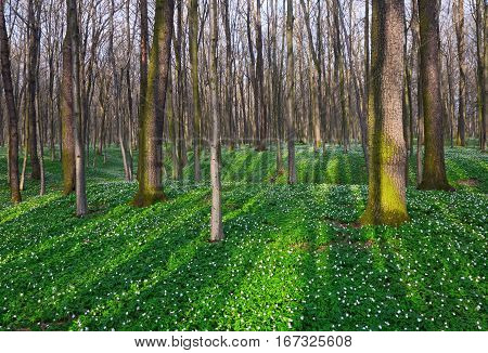 At the enchanted meadow covered with white primroses sun rays gleam on green grass at beautiful spring day.