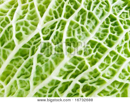 Savoy Cabbage Textur Closeup Hintergrund.