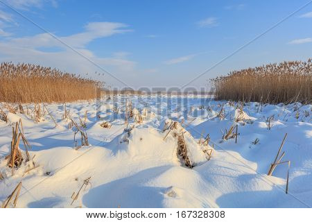 lake in winter. Location: Comana Natural Park Romania.