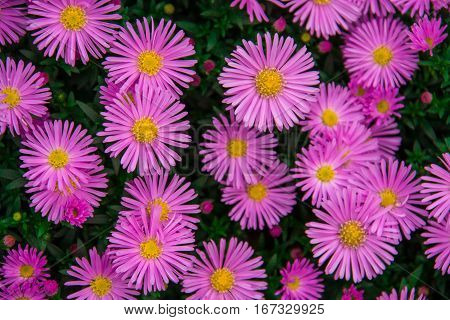 Autumn perennial aster purple on a green background.