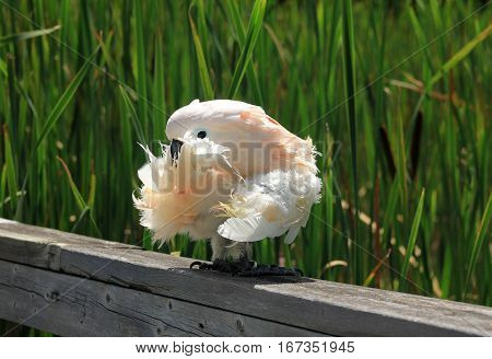 W hite parrot sitting on wood fence