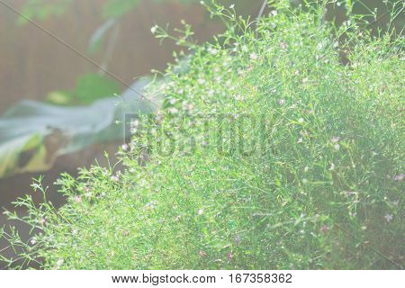 The Beauty Of Gypsophila Flower. (babysbreath Gypsophila)