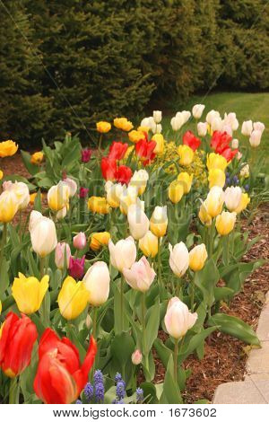 Tulipan granicy