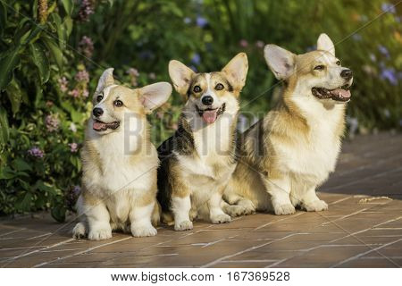 Corgi dogs on the grass in summer sunny day