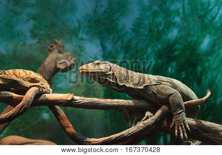 Gray's monitor Varanus olivaceus sunning itself in the trees of a terrarium.