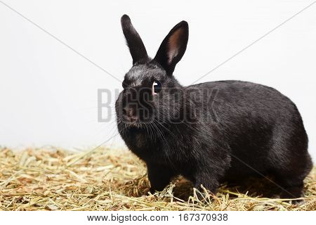 Сurious playful black rabbit standing on hay and looking in to camera