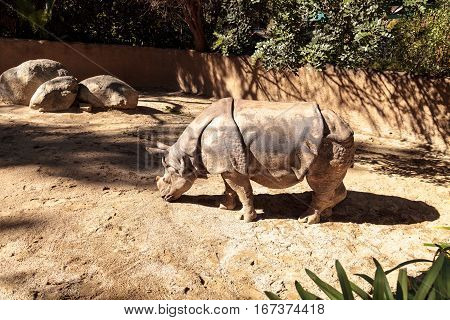 Indian rhinoceros Rhinoceros unicornis found in the savannahs of India and Nepal.