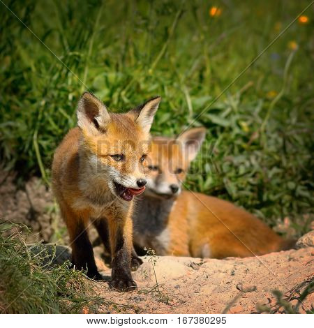 family of red foxes near the den ( Vulpes )