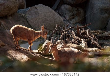Nubian ibex Capra nubiana is a goat found in the desert of the Middle East