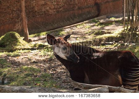 Okapi Okapia johnstoni live in the tropical rainforest in the Congo of Africa.