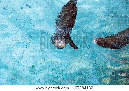 Giant River otter Pteronura brasiliensis is found in the Amazon Orinoco and La Plata rivers of South America.