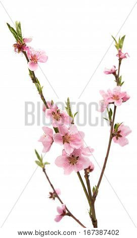 Cherry blossom sakura flowers isolated on white background