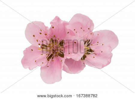 Cherry blossom sakura flowers isolated on white background