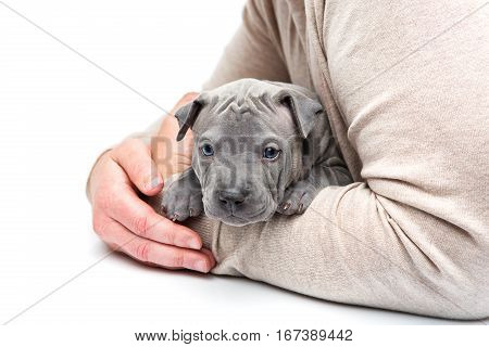Cute little thai ridgeback puppy sitting in man's arms. One month old dog. Isolated on white background. Copy space.