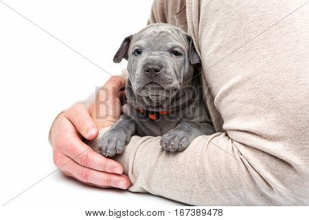 Cute little thai ridgeback puppy sitting in man's arms. One month old dog. Isolated on white background. Copy space.