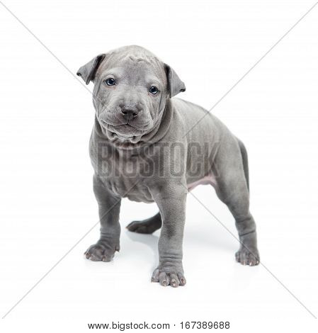 One month old thai ridgeback puppy dog standing. Isolated on white. Copy space.